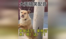 配狗视频,跟随镜头，见证狗狗们的欢乐时光